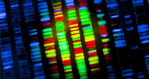 Pourquoi notre ADN ne détermine pas nos vies